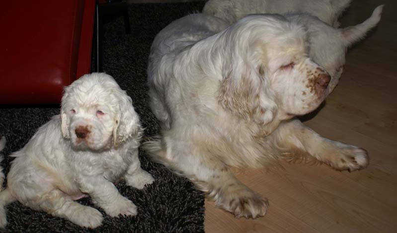 a_Bumbaas_pups_7weeks_vv