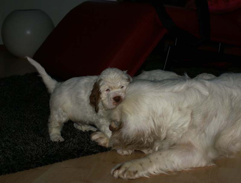 a_Bumbaas_pups_7weeks_xx