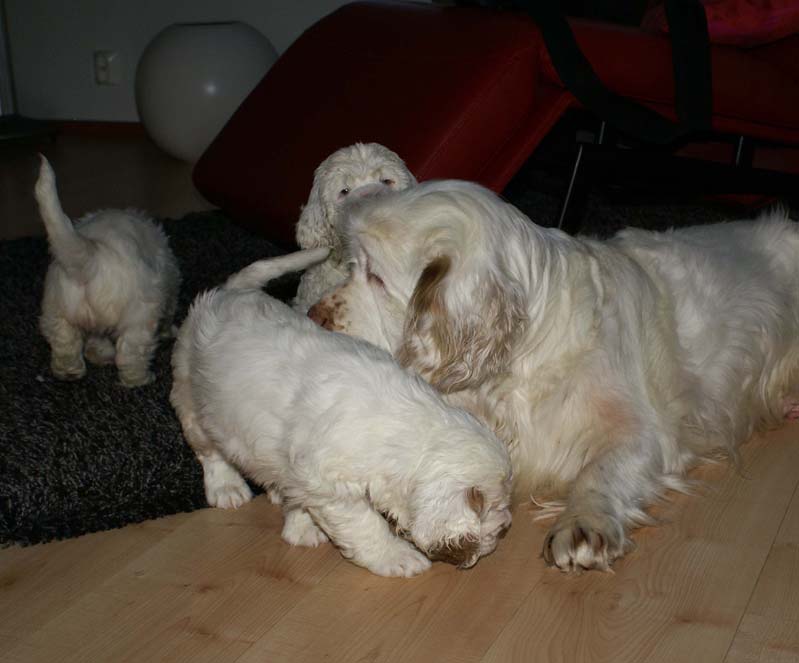 a_Bumbaas_pups_7weeks_y