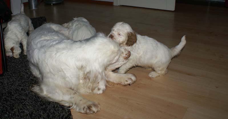 a_Bumbaas_pups_7weeks_yy