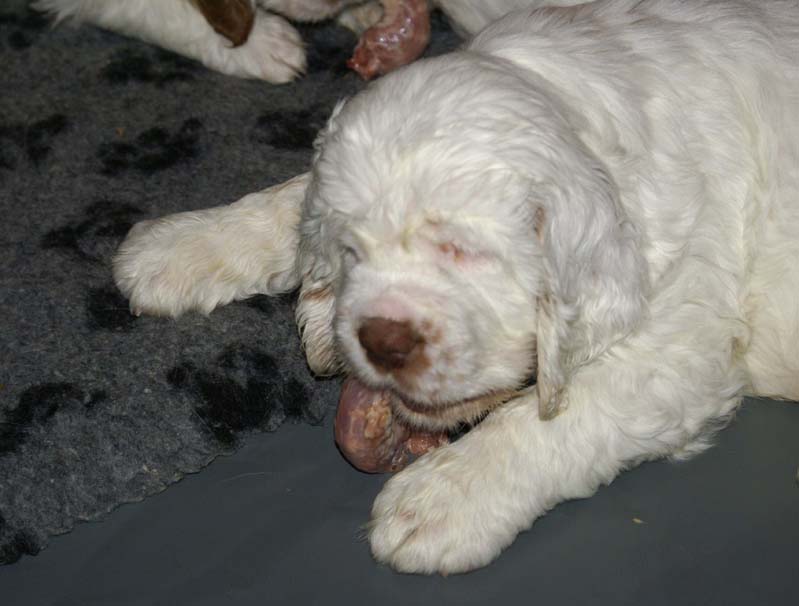 aa_Bumbaas_pups_7weeks_eating_raw_a