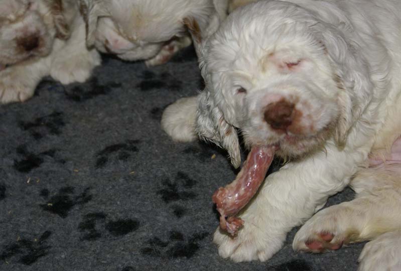 aa_Bumbaas_pups_7weeks_eating_raw_b