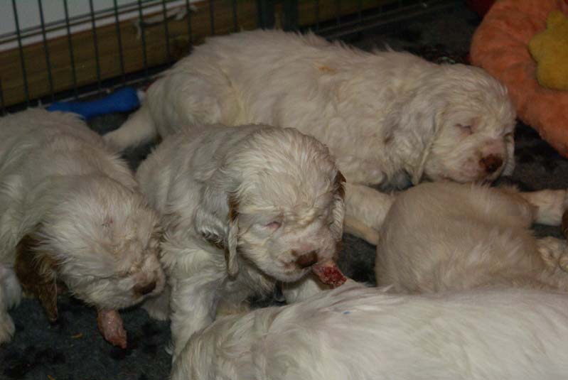 aa_Bumbaas_pups_7weeks_eating_raw_c