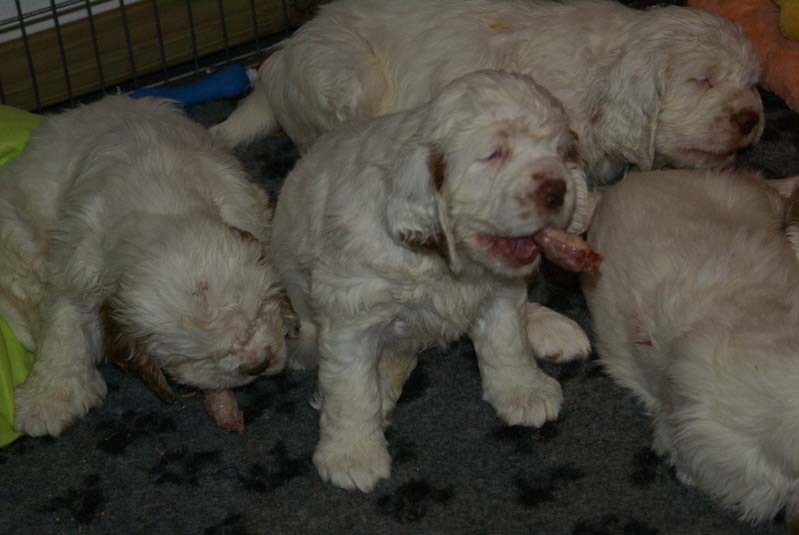 aa_Bumbaas_pups_7weeks_eating_raw_d