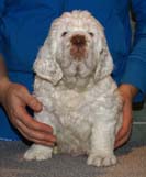 Bumbaa's_litter_7weeks_Boy_Blue_11