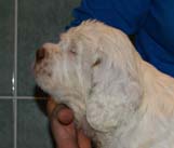 Bumbaa's_litter_7weeks_Boy_Blue_2