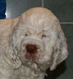 Bumbaa's_litter_7weeks_Boy_Blue_8