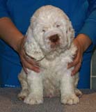 Bumbaa's_litter_7weeks_Boy_Blue_9