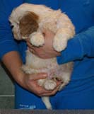 Bumbaa's_litter_7weeks_Boy_Bronze_6