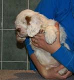 Bumbaa's_litter_7weeks_Boy_Green_9