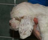 Bumbaa's_litter_7weeks_Boy_Pink_4