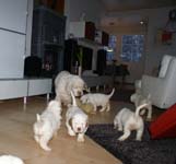 a_Bumbaas_pups_7weeks_f