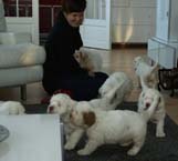 a_Bumbaas_pups_7weeks_rr