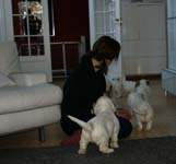 a_Bumbaas_pups_7weeks_ss