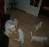 a_Bumbaas_pups_7weeks_t