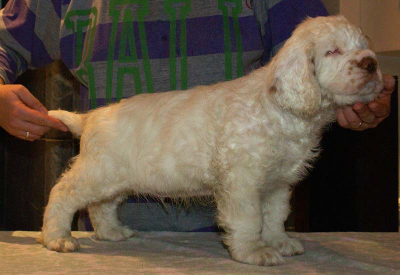 ST_Seglinge_9weeks_a