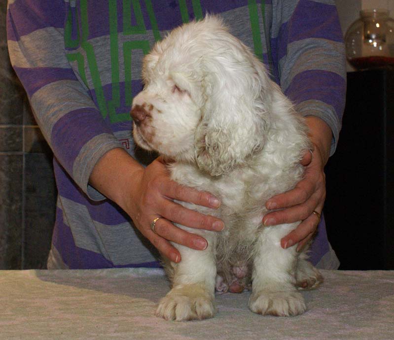 ST_Seglinge_9weeks_b