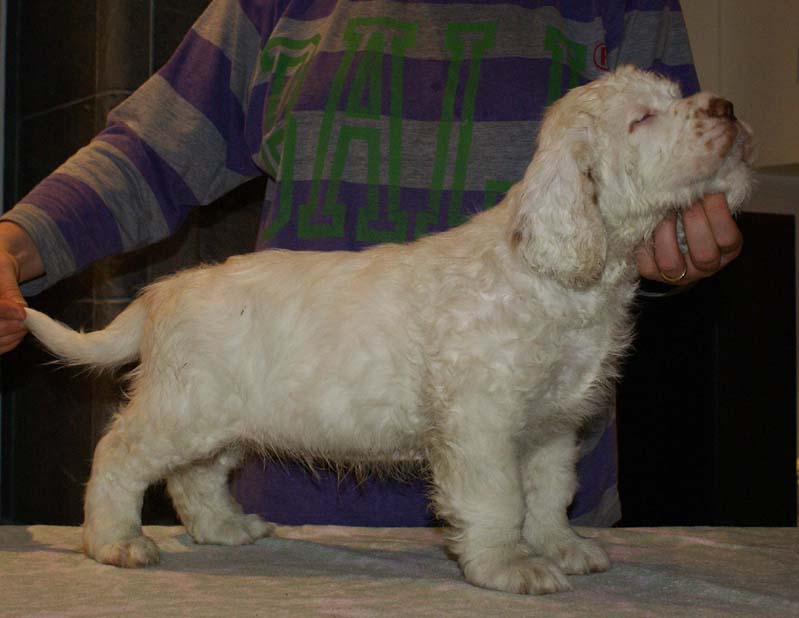 ST_Seglinge_9weeks_d