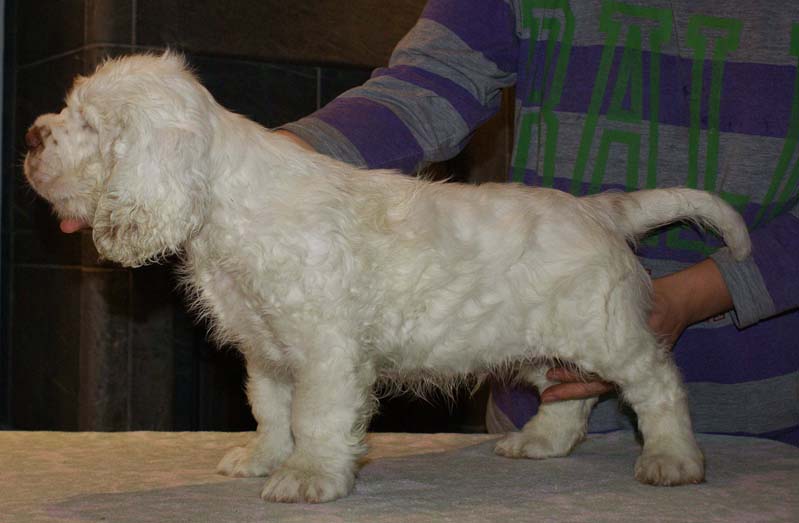 ST_Seglinge_9weeks_f