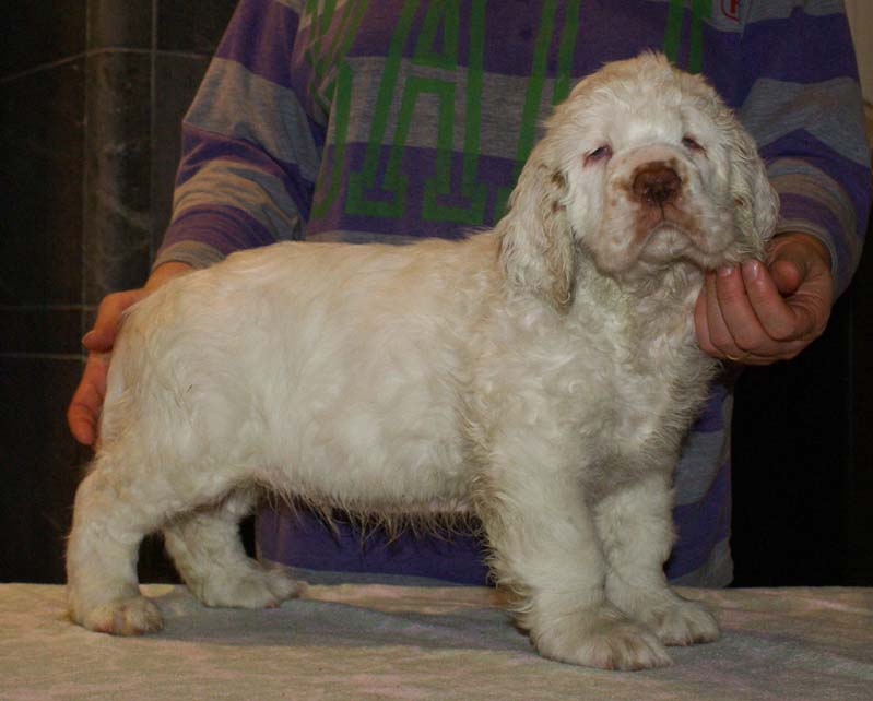 ST_Seglinge_9weeks_h