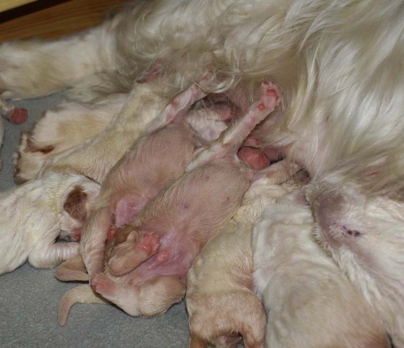 Bumbaa's_litter_1week_old