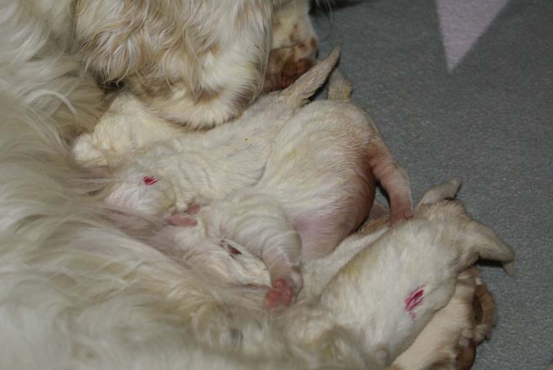 Bumbaa's_litter_1week_old_b