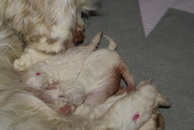 Bumbaa's_litter_1week_old_d