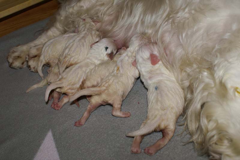 Bumbaa's_litter_1week_old_f