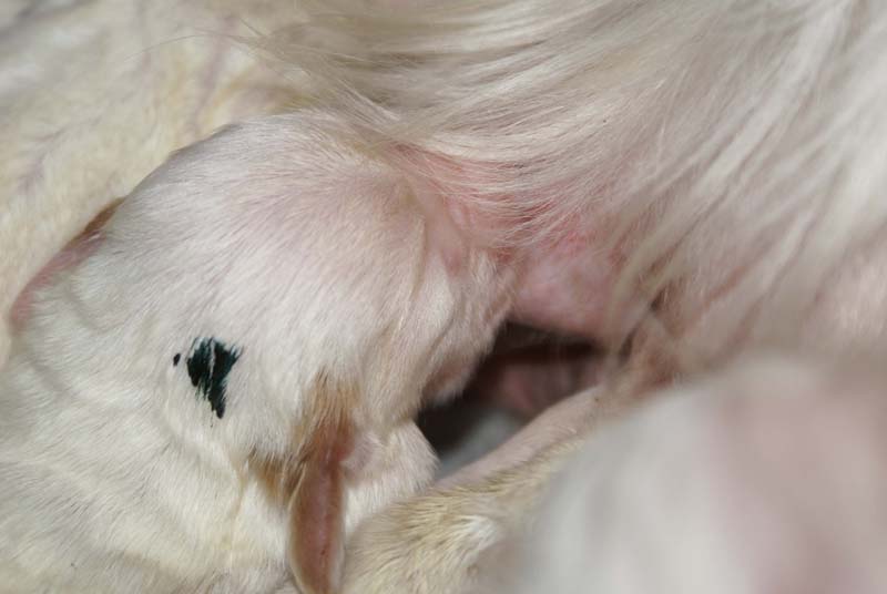 Bumbaa's_litter_1week_old_g