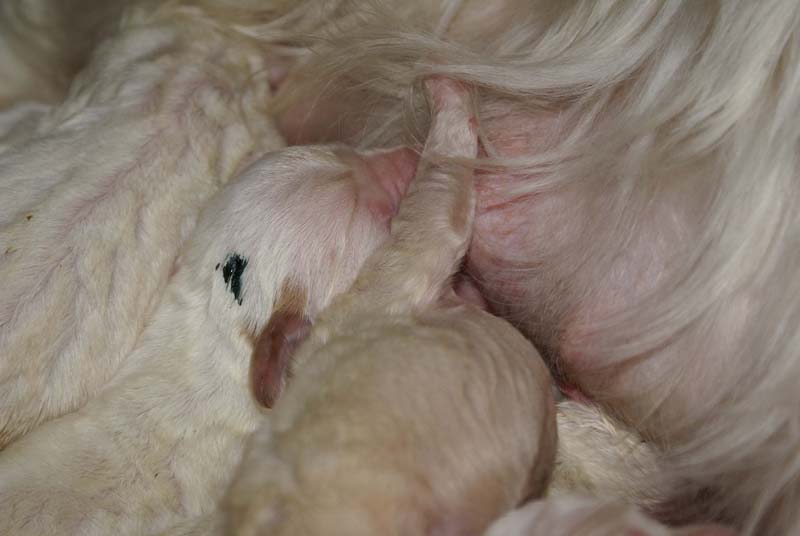 Bumbaa's_litter_1week_old_h