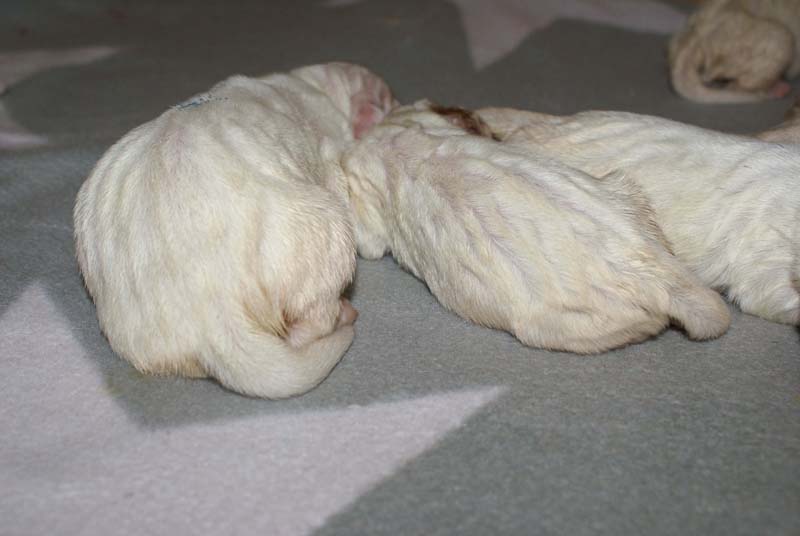 Bumbaa's_litter_1week_old_i