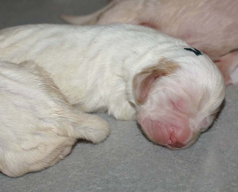 Bumbaa's_litter_1week_old_j