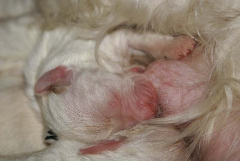 Bumbaa's_litter_1week_old_r