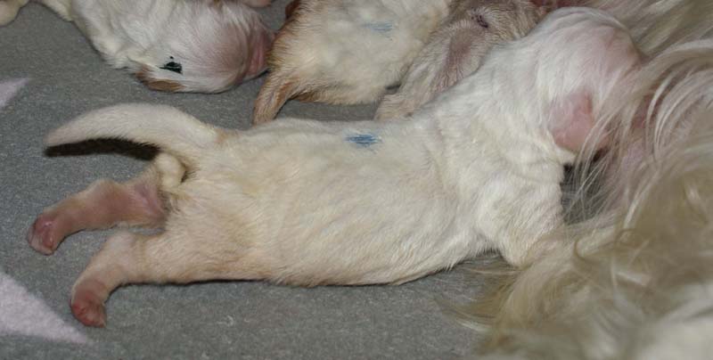 Bumbaa's_litter_1week_old_s