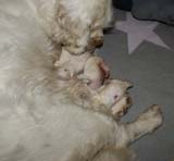 Bumbaa's_litter_1week_old_c