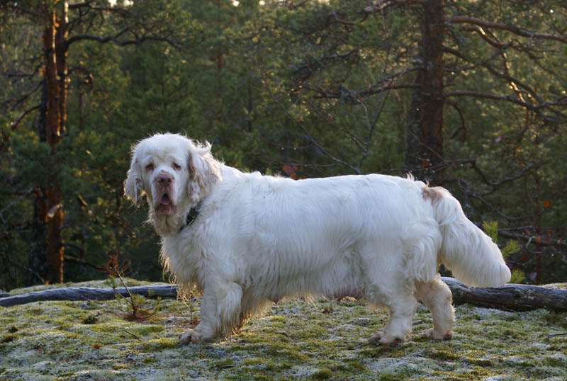 1_Bumbaa's_litter_2weeks_Bumbaa_25Dec