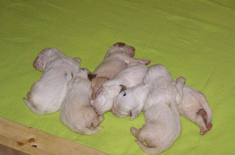 1_Bumbaa's_litter_2weeks_a
