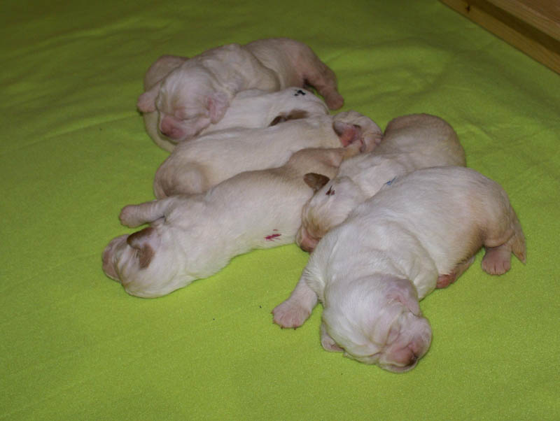 1_Bumbaa's_litter_2weeks_b