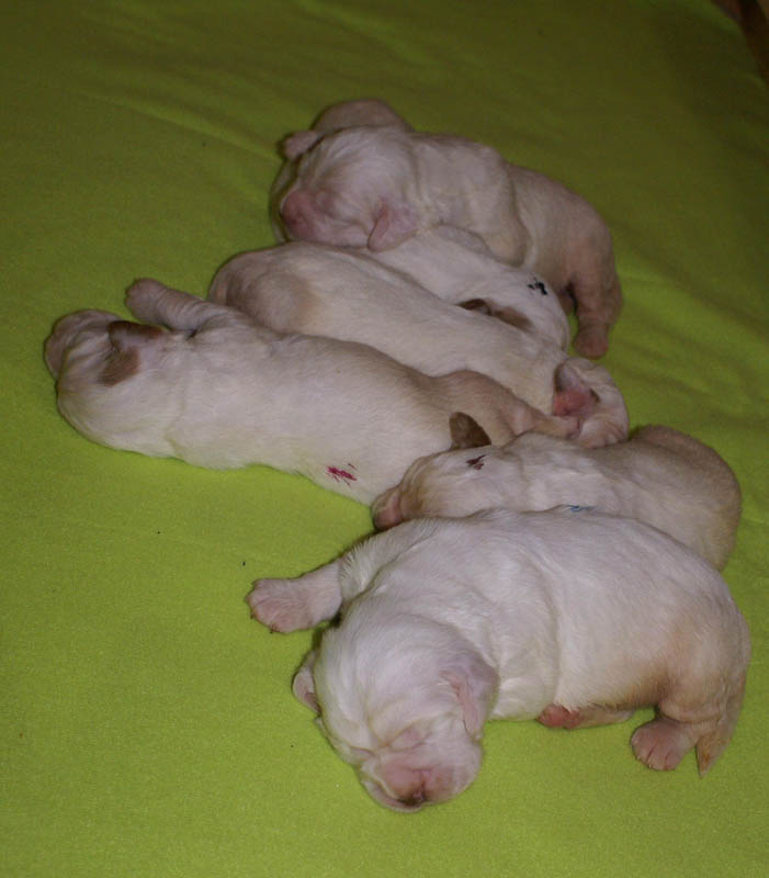1_Bumbaa's_litter_2weeks_d