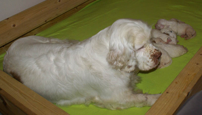 1_Bumbaa's_litter_2weeks_e