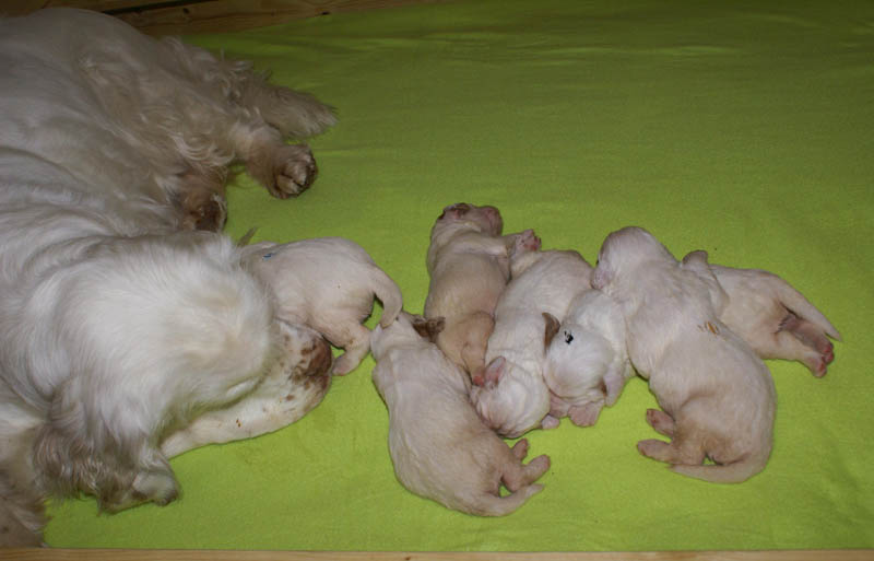 1_Bumbaa's_litter_2weeks_f