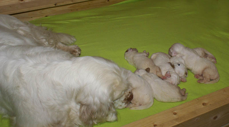 1_Bumbaa's_litter_2weeks_g