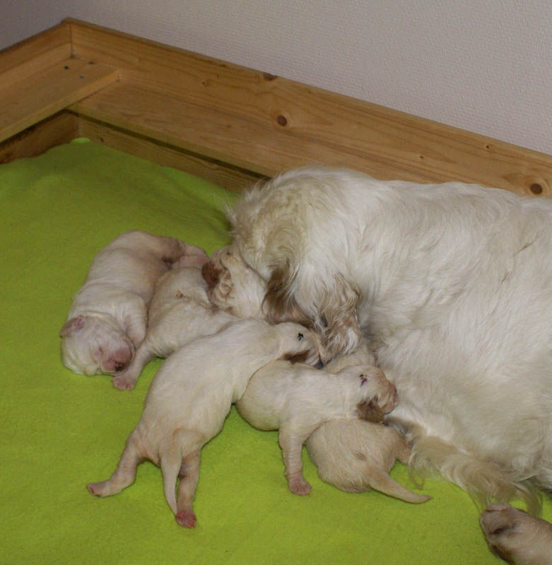 1_Bumbaa's_litter_2weeks_h