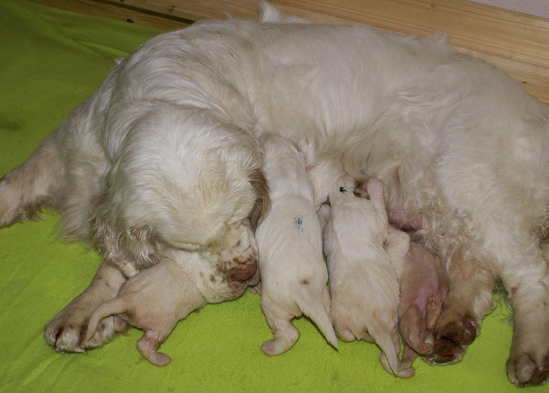 1_Bumbaa's_litter_2weeks_i