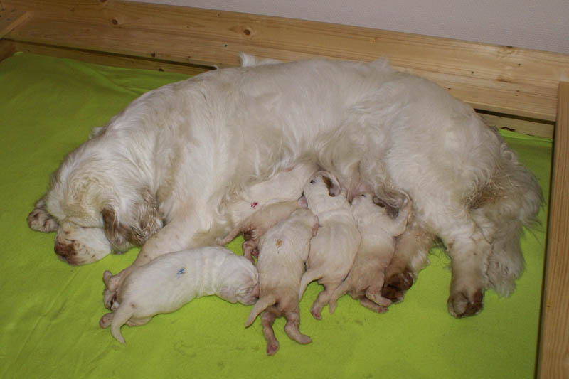 1_Bumbaa's_litter_2weeks_j