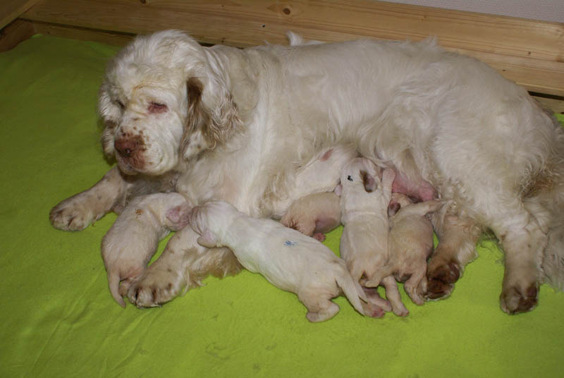 1_Bumbaa's_litter_2weeks_k