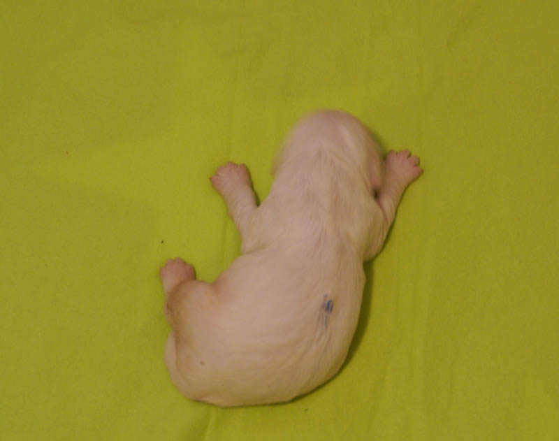 Bumbaa's_litter_2weeks_Boy_Blue_1