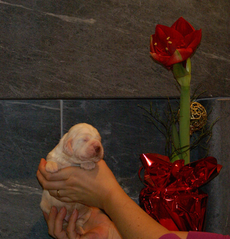 Bumbaa's_litter_2weeks_Boy_Blue_c