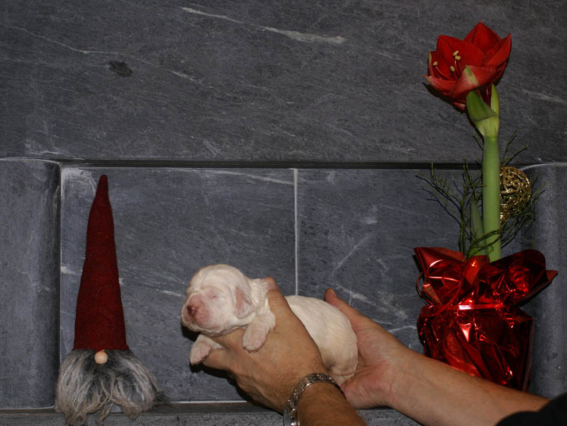 Bumbaa's_litter_2weeks_Boy_Blue_e