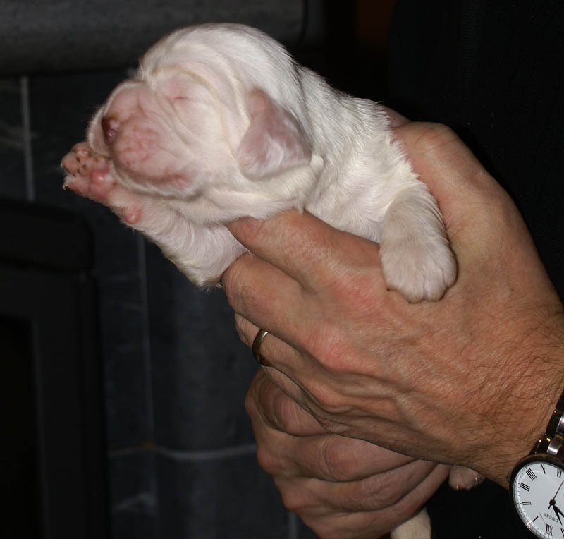Bumbaa's_litter_2weeks_Boy_Blue_h